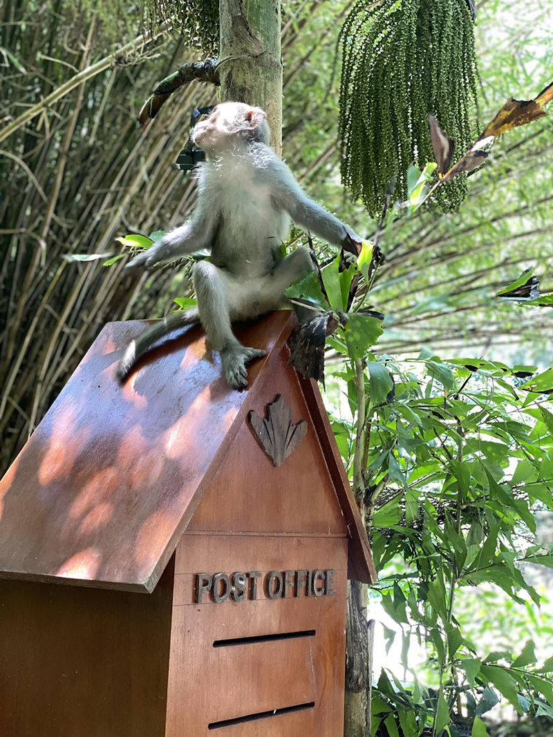 Khỉ tại bảo tàng Đồng Đình