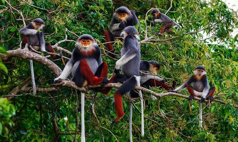 Khỉ tại bán đảo Sơn Trà