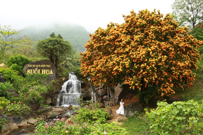 Sắc vàng rực rỡ của những bông hoa rì rừng khiến làng Toom Sara trở nên nổi bật