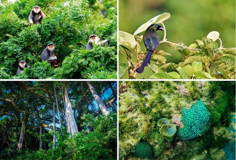 Bán đảo Sơn Trà là khu bảo tồn thiên nhiên với nhiều loài động-thực vật quý hiếm trong Sách Đỏ Việt Nam